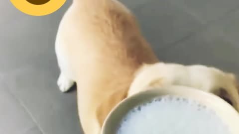 Funniest cute dog is licking an ice cream as a lunch at adorable moment