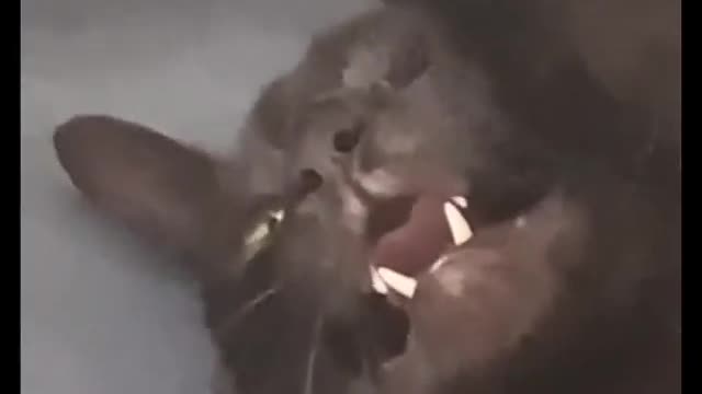 there_has_been_murder_😂cat_funny_video