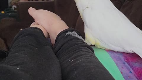 Citron Cockatoo Likes Playing with Feet