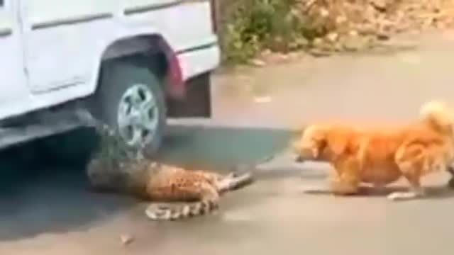 Leopard attacks the wrong dog and regrets straight after!!! Part 1_Cut.mp4