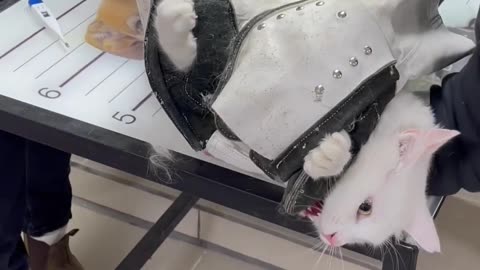 How to deal angry cat easily.