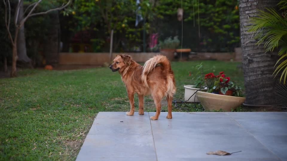 DOG are so crazy but i like him so much | free video 24