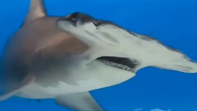 Sharks are very ferocious