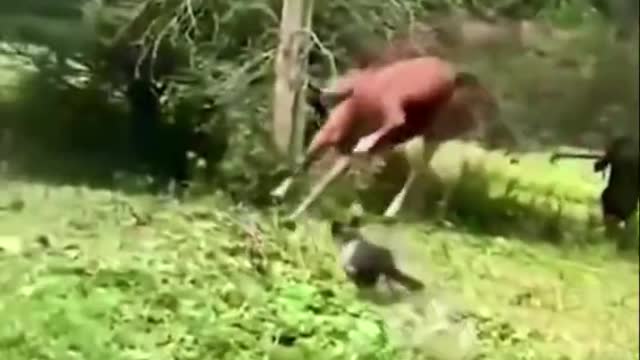 Funny animals 😄