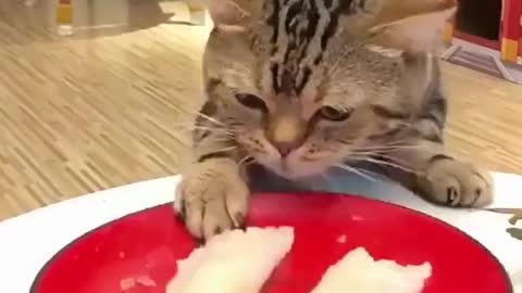 # cute pet # cute kitten # confusing behavior of cat