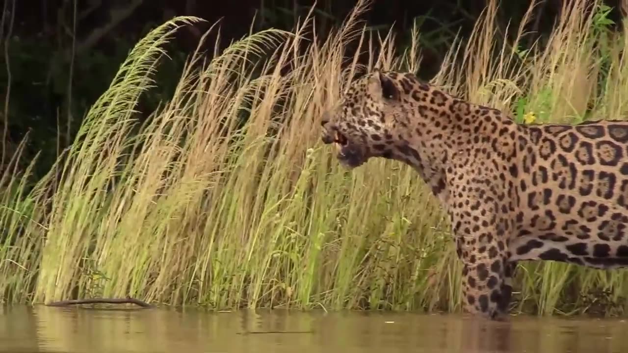 Amazon wildlife