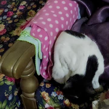 Cat's eye 👀👀👀 funny#shorts videos