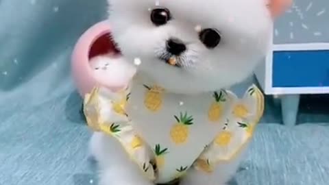 cute dog,funniest&cuttest dogs