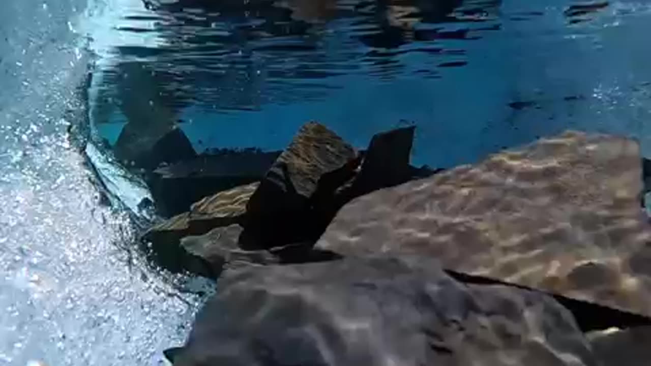 Nature video