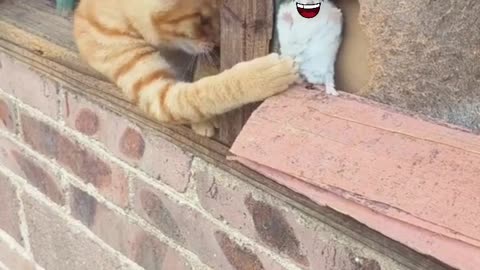 Cat funny 😁😇