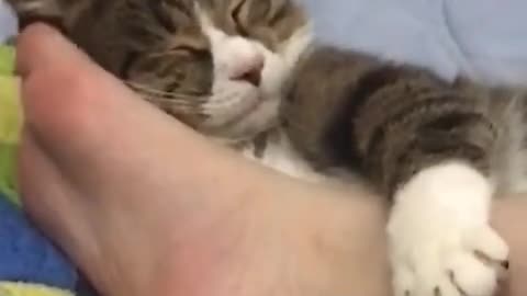 kitten sleeping with feet