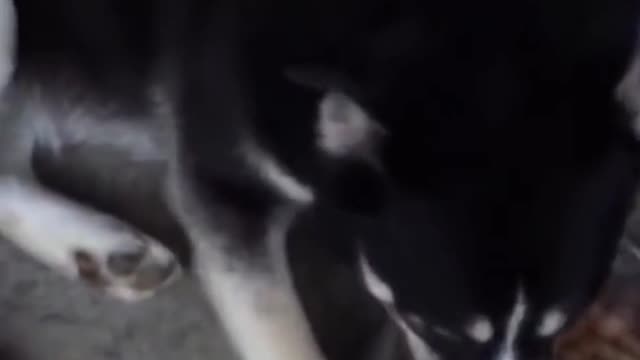 Dog doesnt want to share food