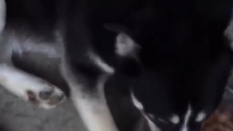 Dog doesnt want to share food