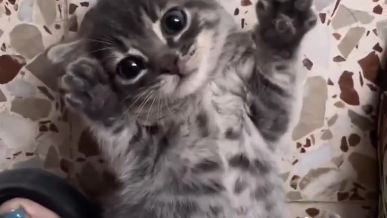 Funny and Cute Cats Videos #381