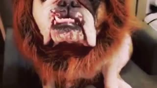 Bulldog humorously models lion costume for Halloween