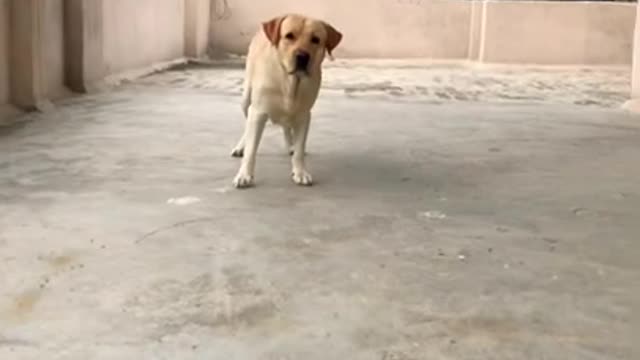 Dog video