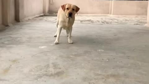 Dog video