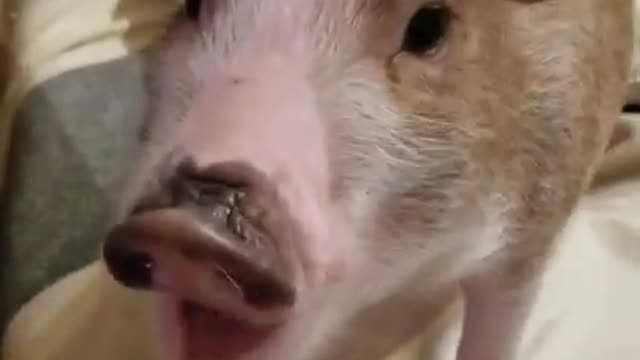 Ark of Grace: Noble The Pig Eating Grapes! FUNNYA