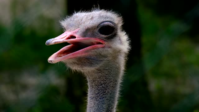 Ostrich head