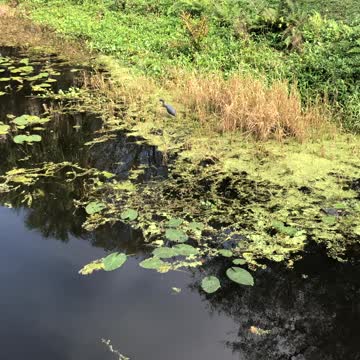 Little Blue Herron bird