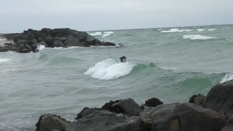 The dog loves to surf the waves