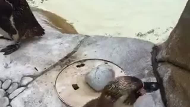 Penguin walks up to camera and leaves