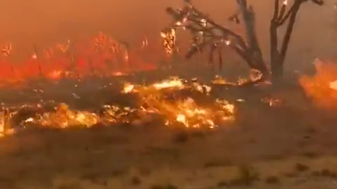 Incendio en California causa daño irreparable a los simbólicos árboles de Josué