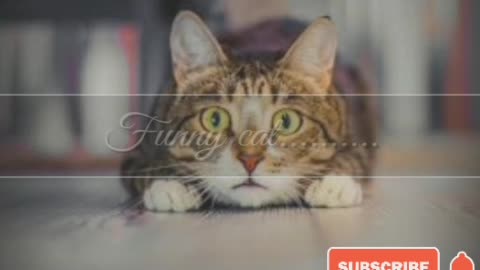 SUPER LAUGH! - Best FUNNY CAT videos