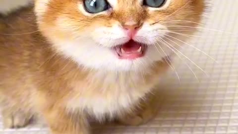 Amazing cat 🐱 trending video