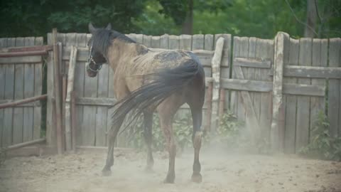 Horse lying in the paddock
