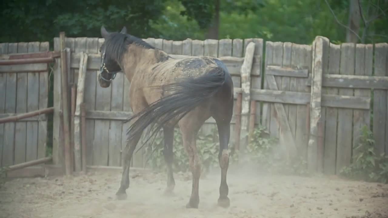 Horse lying in the paddock