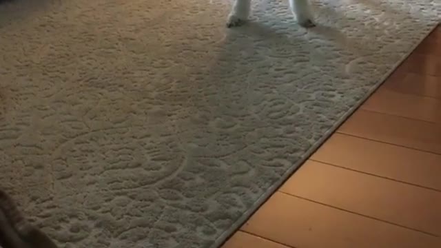 Toddler girl sits next to white black spinning dog