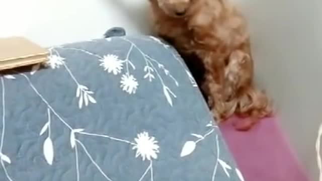 Very Funny Dog Injection Videos - Funny Dog Injection Compilation