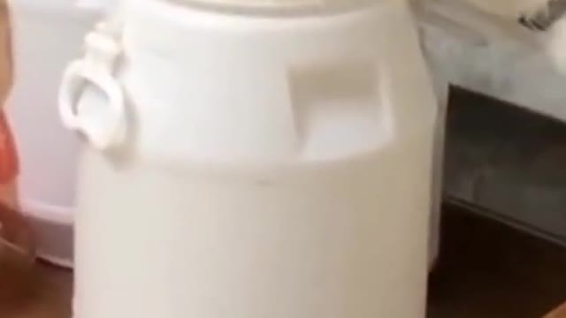 Smart Cat - Funny Animals