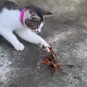 CAT VS CRAB FUNNY VIDEOS