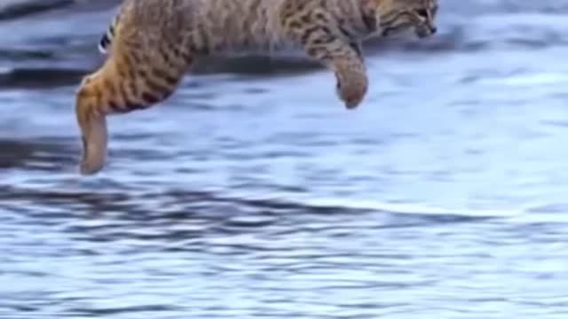 Tiger Pub Jump | Viral Animals Video Clip | Funny Animals YouTube