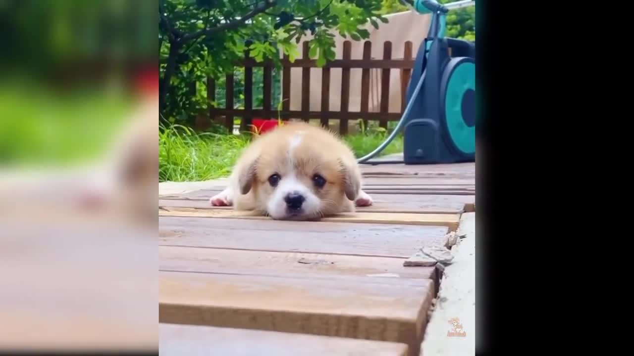 Baby Dogs - Cute and Funny Dog Videos Compilation | Aww Animals