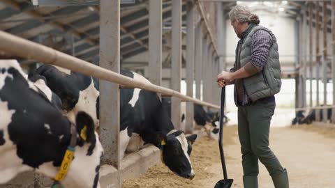 Tilt up shot of middle-aged male dairy farm worker with grey hair and bead shoveling hay