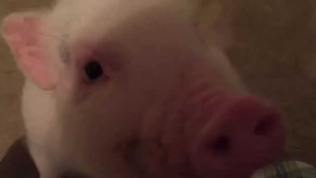 Pickle the Mini Pig brushes teeth before bed