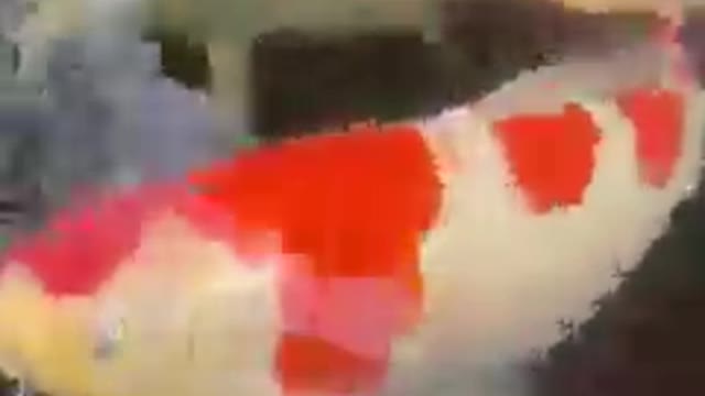 Giant koi fish