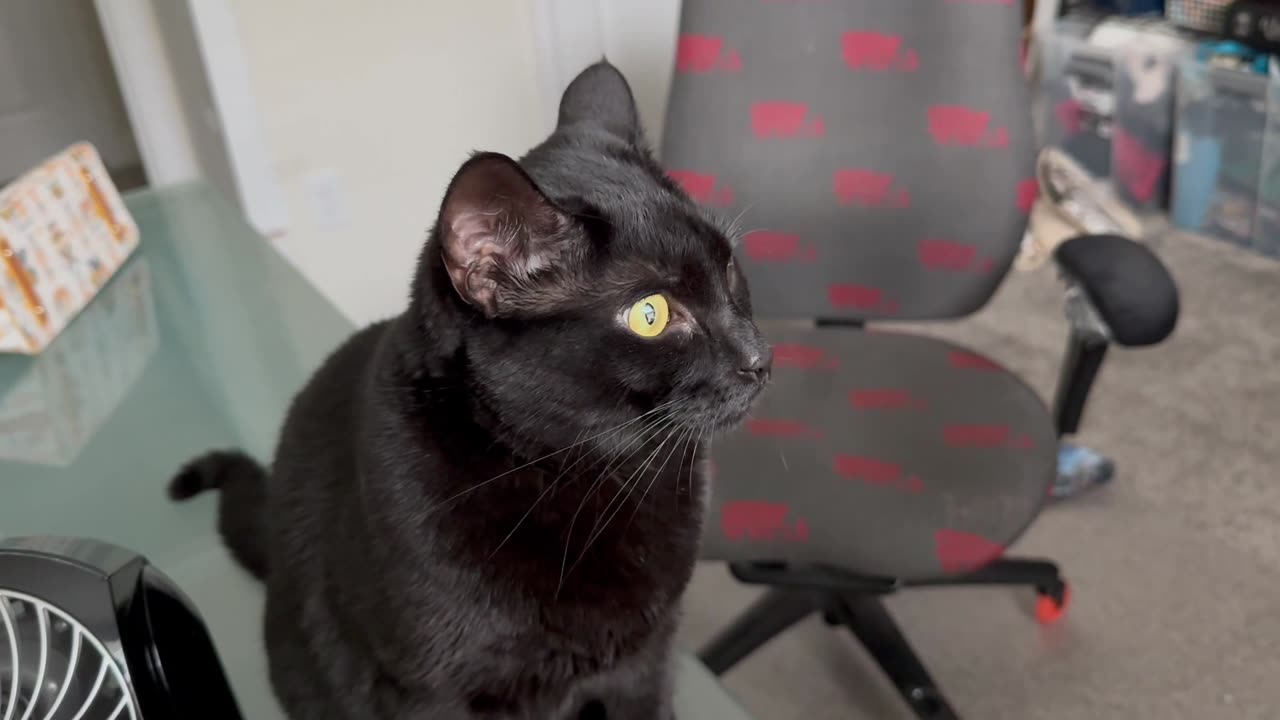 Adopting a Cat from a Shelter Vlog - Cute Precious Piper is the Office Supervisor #shorts