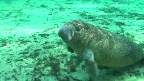 Ламантины (Manatee) дружелюбные животные