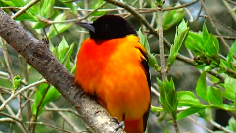 Oriole