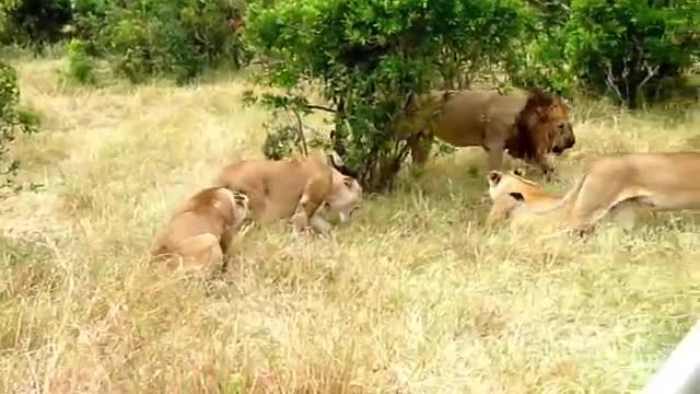 Lions fighting video animals video