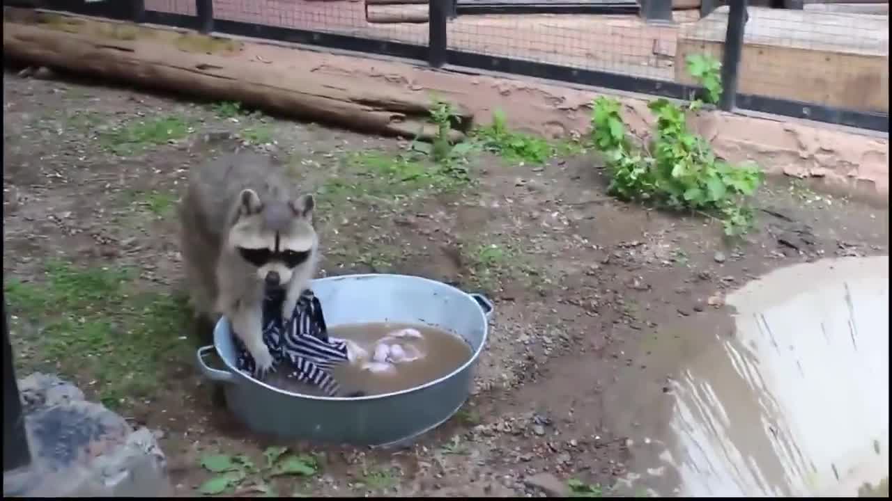 Raccoons wash clothes in a basin