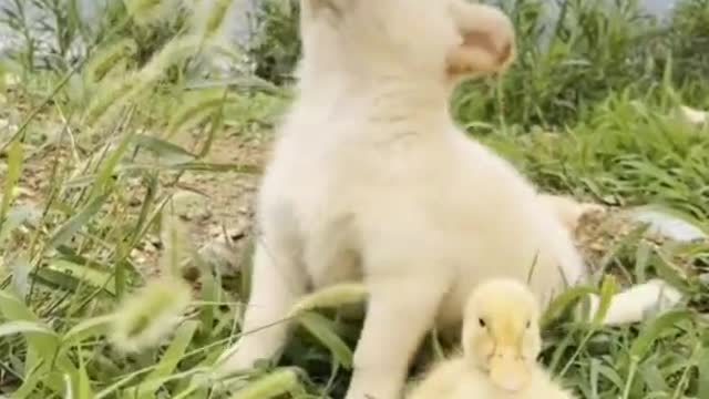 As long as the ducklings don't mind, the dog loves to play with it