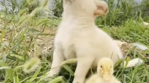 As long as the ducklings don't mind, the dog loves to play with it