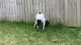 Dog is so excited by sniffing she hits her sides with her tail