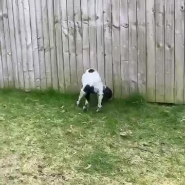 Dog is so excited by sniffing she hits her sides with her tail
