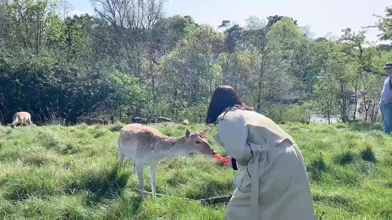 So Sorry, a hungry deer. Oh, dear friend! I went to see the dear in Ireland.